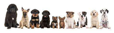 The company&x27;s filing. . Dog breeder identification number qld